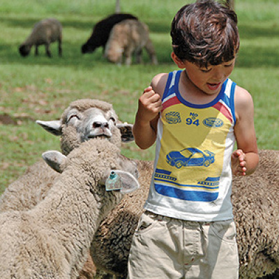 マザー牧場では動物とのふれあいイベントを毎日開催
