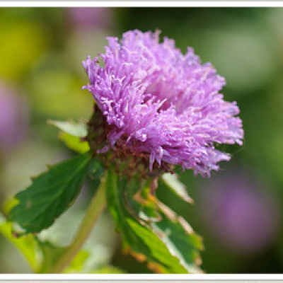 ムラサキルーシャン(見頃：8月～11月)