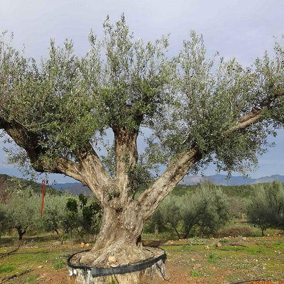 なばなの里：オリーブの木