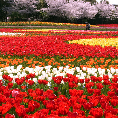 なばなの里のひろば