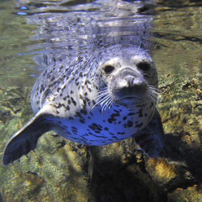 新江ノ島水族館の年間パスポート