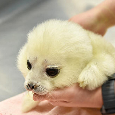 生まれたばかりのワモンアザラシの赤ちゃん（ミゾレ）