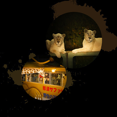 ナイトサファリ