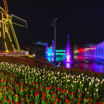 ナイトチューリップ