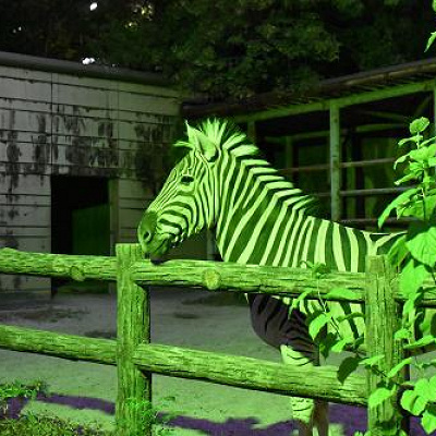 東山動物園のナイトズー