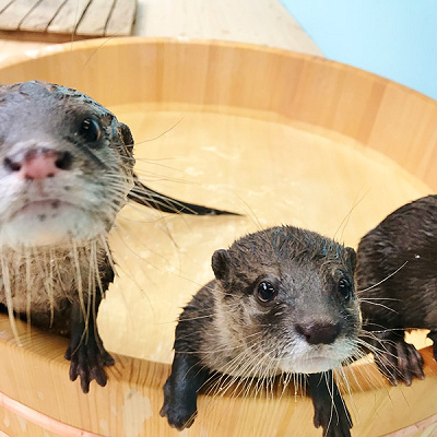 カワウソ