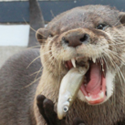 カワウソのお食事タイム／京急油壷マリンパーク