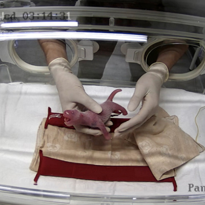 パンダの赤ちゃん