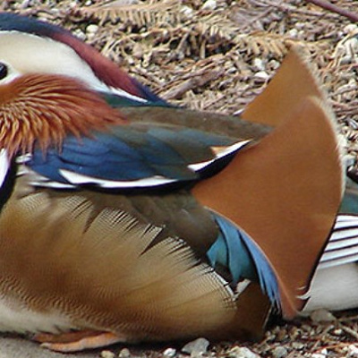 鳥の楽園／天王寺動物園