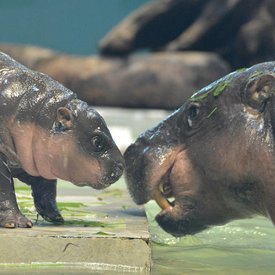 ミニカバの親子