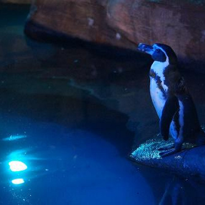 ナイトズーの最中のペンギン