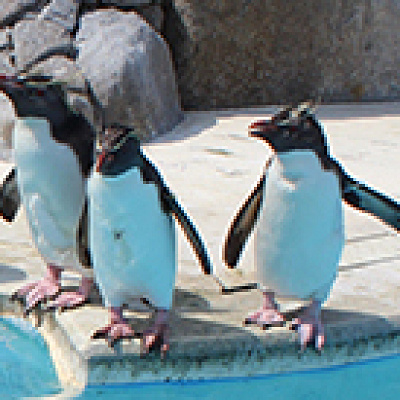 ペンギンのお食事タイム／京急油壷マリンパーク
