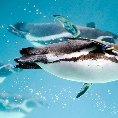 葛西臨海水族園のペンギン達