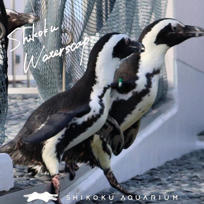 四国水族館のペンギン