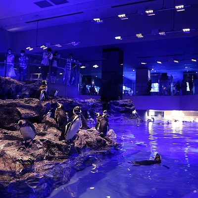 話題のペンギン達