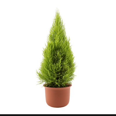 鉢植えツリー