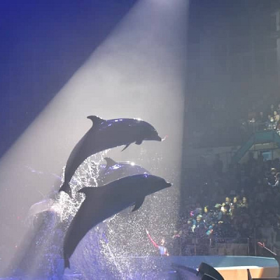 大迫力のイルカたちのショー