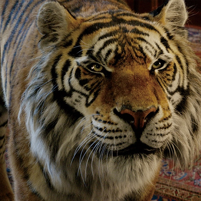 ラジャー実写