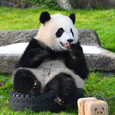 アドベンチャーワールドの宿泊おすすめホテル