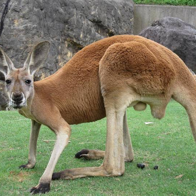 アカカンガルー