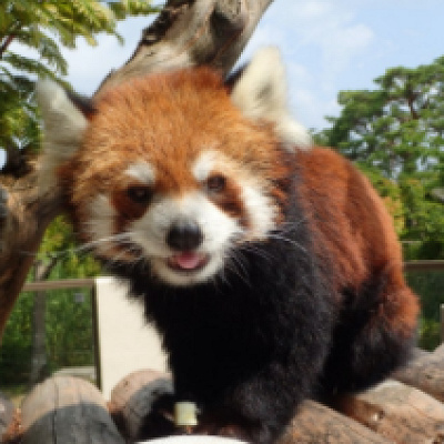 レッサーパンダ