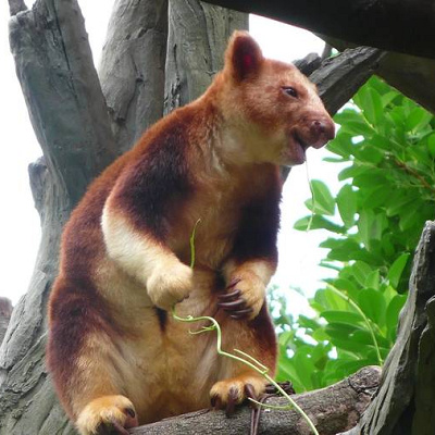 セスジキノボリカンガルー