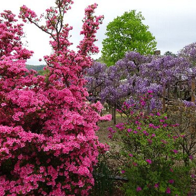 シャクナゲの花