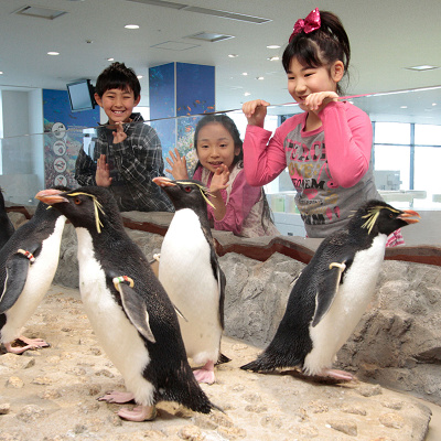 「イワトビペンギン」の水槽