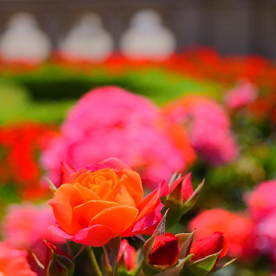 パーク内のバラも見ごろ