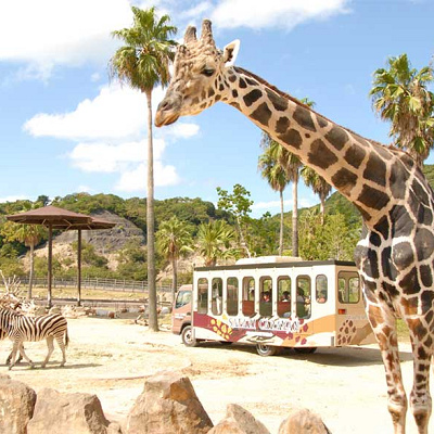 サファリキャラバン