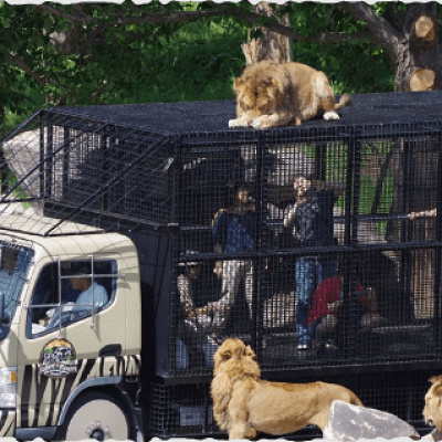 サファリ・ザ・ライド