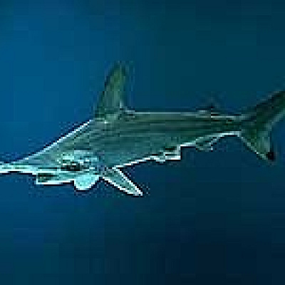 アカシュモクザメ