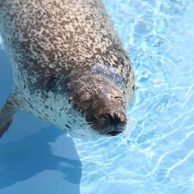 うみたまごのゴマフアザラシ