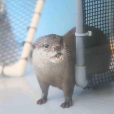 うみたまごのカワウソ