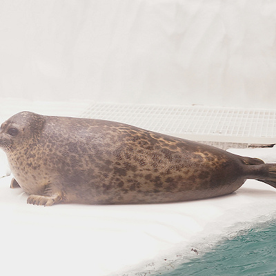 海遊館のアザラシ