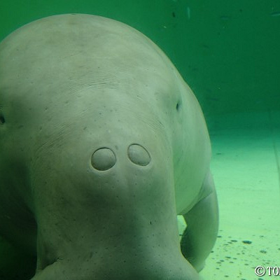 ジュゴンのセレナ