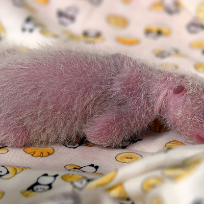 出産5日目のシャンシャン