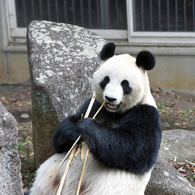 シャンシャンは今も大きな人気を得ています