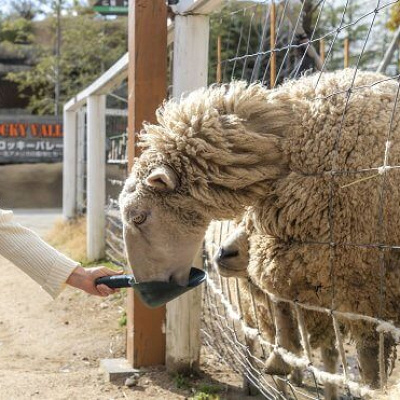 羊ふれあい