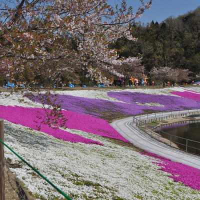 東京ドイツ村の芝桜