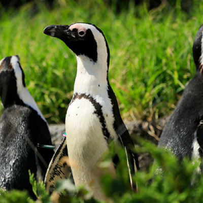 天空と草原ペンギンバウム（12個入り）