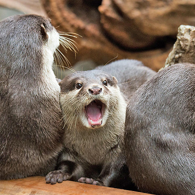 コツメカワウソ