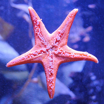 プレイグラウンドはヒトデ型