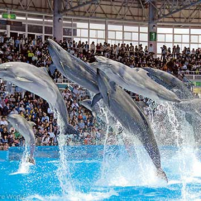 イルカショーの様子