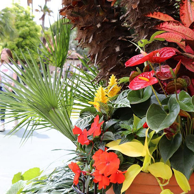 アドベンチャーランドで写真を撮ろう！