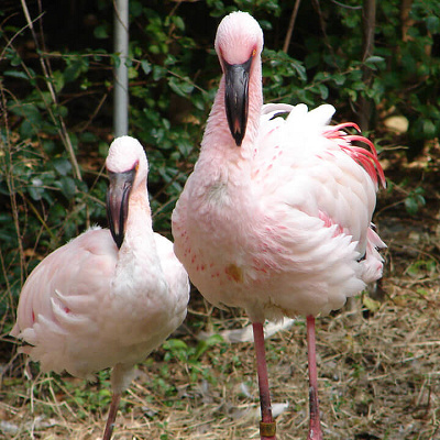 天王寺動物園：入園料金