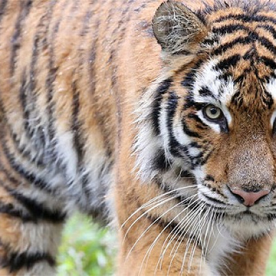 虎の中でも大型のアムールトラ
