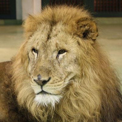 言葉を話すライオンがキーパーソンとなる第1作目