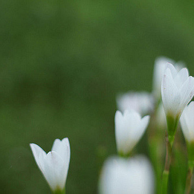 ぽつんと咲いた花の秘密
