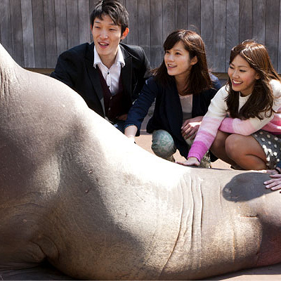 八景島シーパラダイスのセイウチへのエサやりもあります